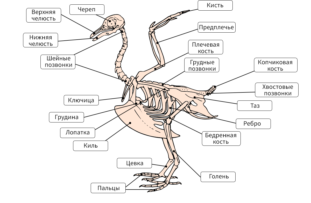 Класс Птицы. Анатомия, морфология и ароморфозы